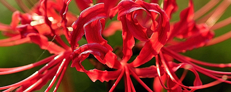 彼岸花能送人吗 彼岸花送人有什么含义