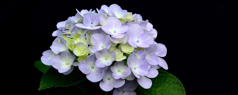 绣球花和什么花搭配好看 绣球花搭配什么插花