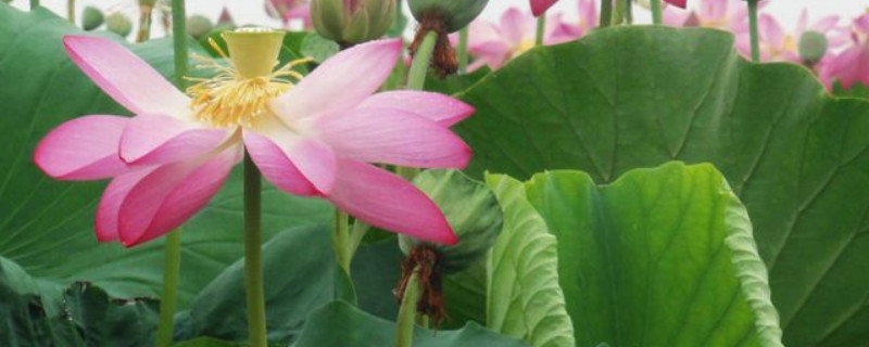 荷花冬天在室内能开花吗(荷花冬天在室内长吗)