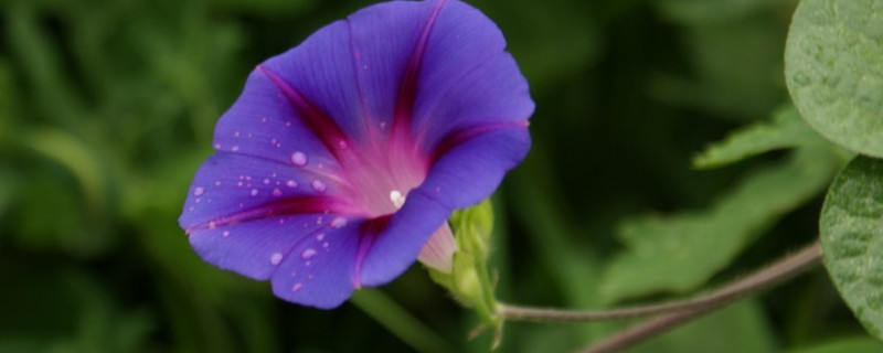 牵牛花冬天在室内种可行吗 牵牛花在室内冬季能开花吗