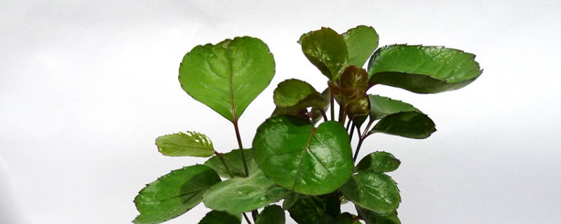 福禄桐的养殖方法和注意事项（圆叶福禄桐的养殖方法和注意事项）