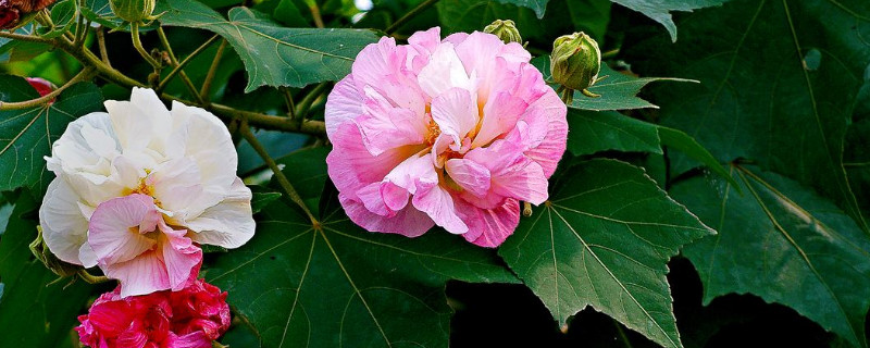 怎么养殖芙蓉花才不会黄叶子（芙蓉花叶子发黄不生长）