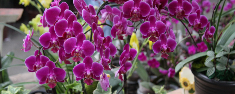 蝴蝶兰春天换土剪根吗 蝴蝶兰开花能换土吗