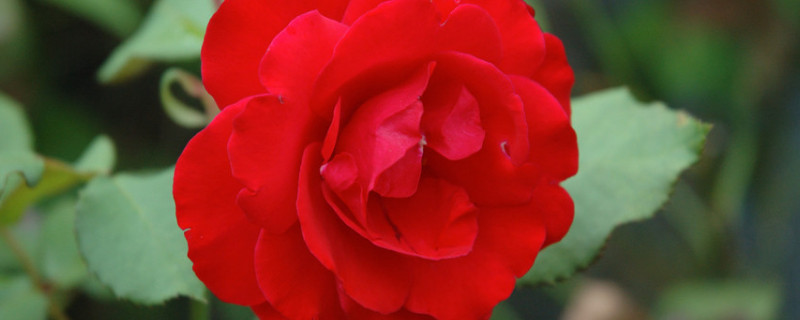 玫瑰花怎么养才不会枯萎（送的玫瑰花怎么养才不会枯萎）