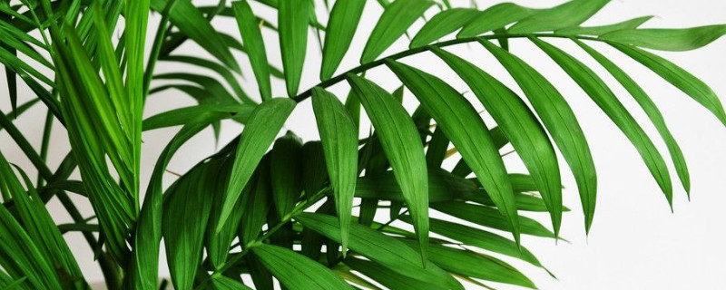 凤尾葵的养殖方法（凤尾葵的养殖方法视频）