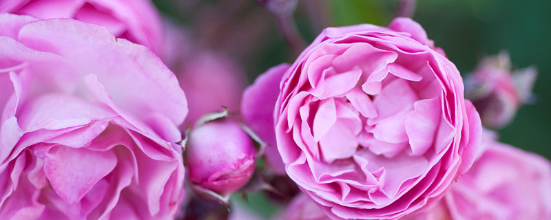 月季生长旺盛是哪个季节 月季旺盛期