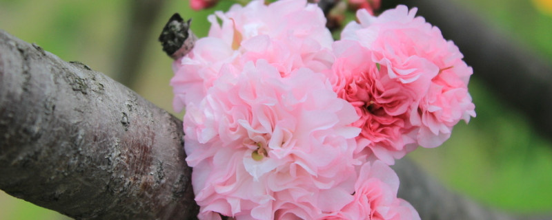 樱花种植株距要多少（种植樱花树间距是多少）