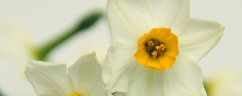 土培水仙如何年年开花（土培水仙花期）