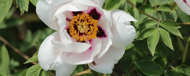 牡丹花夏天移栽方法 牡丹花夏天可以移栽吗
