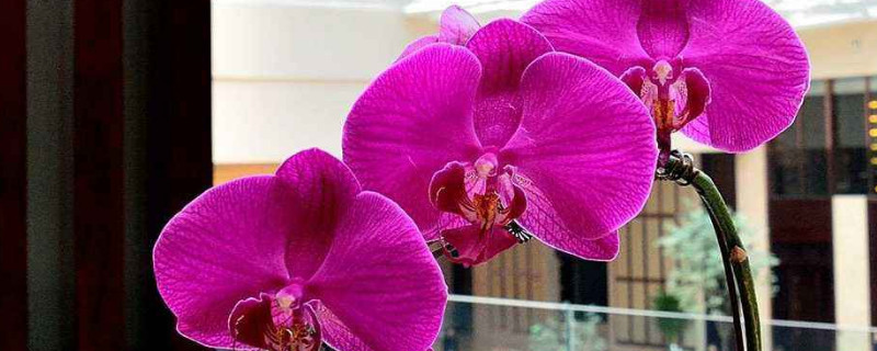 蝴蝶兰叶子出蜜怎么治 蝴蝶兰叶子多了怎么办