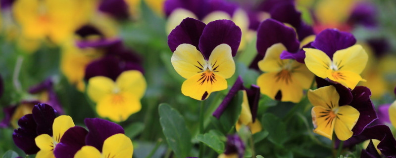 三色堇冬天会冻死吗 三色堇夏天休眠吗