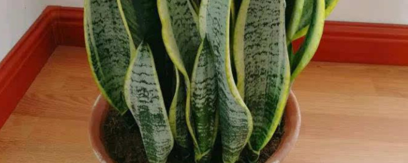 虎皮兰栽多深合适 虎皮兰需要深盆么