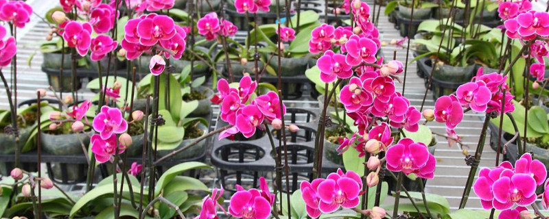 蝴蝶兰花苞变黄为什么(蝴蝶兰花苞变黄为什么怎么办)