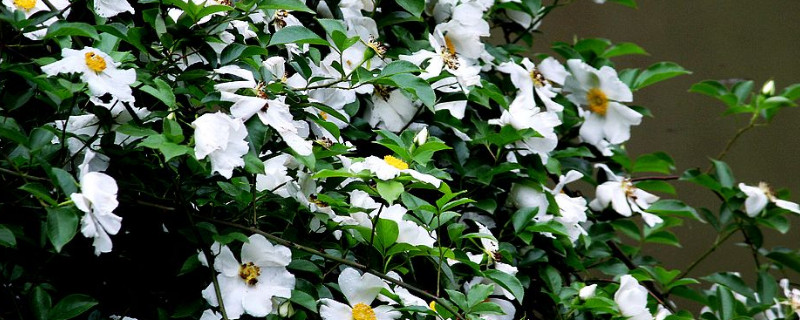 金樱子的花有什么作用(金樱子的功效与作用,金樱子的副作用)