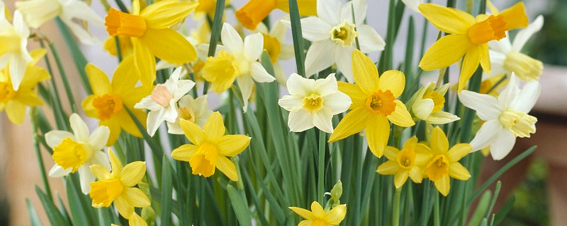 为什么水仙花会下垂呢（水仙花下垂怎么办）