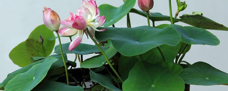 盆栽荷花为啥不立叶 荷花立叶之后就能开花吗