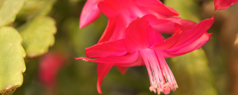 蟹爪兰冬天在室外能过冬吗 蟹爪兰可以在室外过冬吗