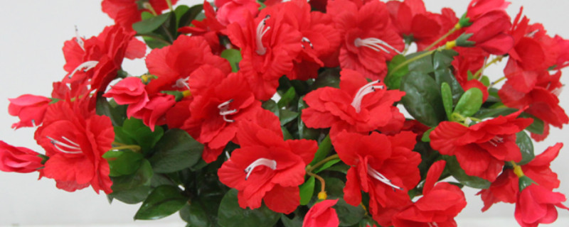 杜鹃花夏季可以换盆吗 杜鹃花什么时候可以换盆