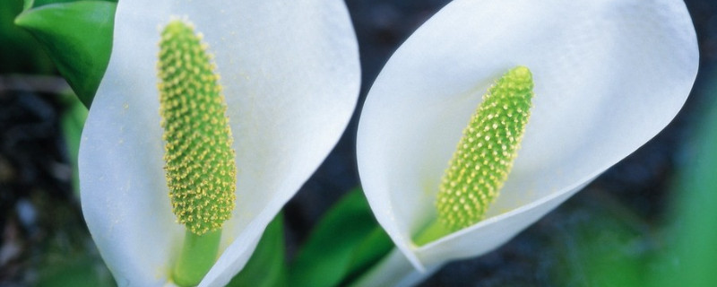 马蹄莲叶子发黄发软怎么办 马蹄莲叶子黄了蔫了怎么办