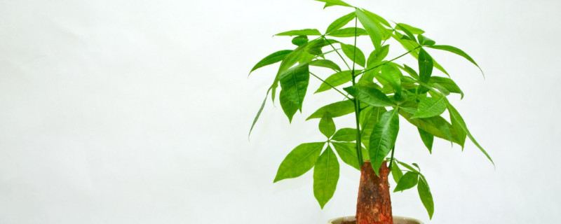 冬天发财树叶子发黄怎么回事 冬天发财树叶子发黄是什么原因