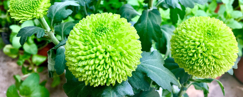 球菊的养殖方法和注意事项（盆栽球菊的养护方法）