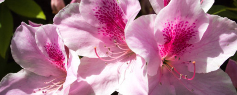 杜鹃花夏天枯萎怎么办（杜鹃花夏季枯萎了怎么救活）