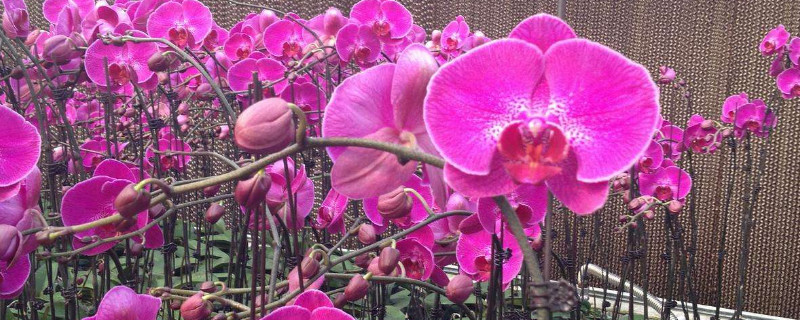 蝴蝶兰和君子兰哪个好养(君子兰与蝴蝶兰谁更高档些?)