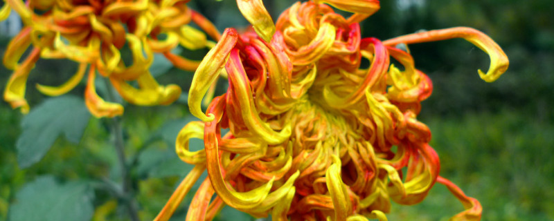 菊花盆栽可以放卧室吗 盆栽菊花能放在卧室里吗?