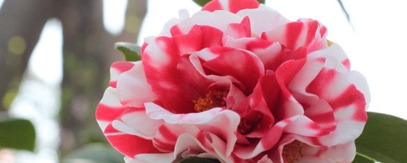 月季花为什么不能在家里养 月季花能养家里吗