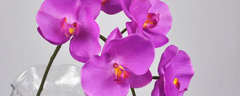 蝴蝶兰喜欢什么样的生长环境(蝴蝶兰适合在什么环境下生长)