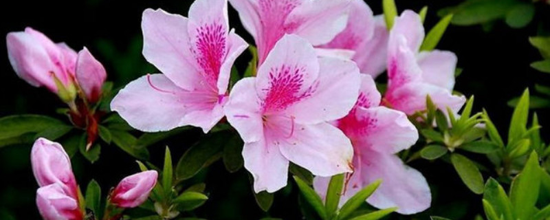 杜鹃花秋季开花期怎样养护（杜鹃花冬季开花管理）