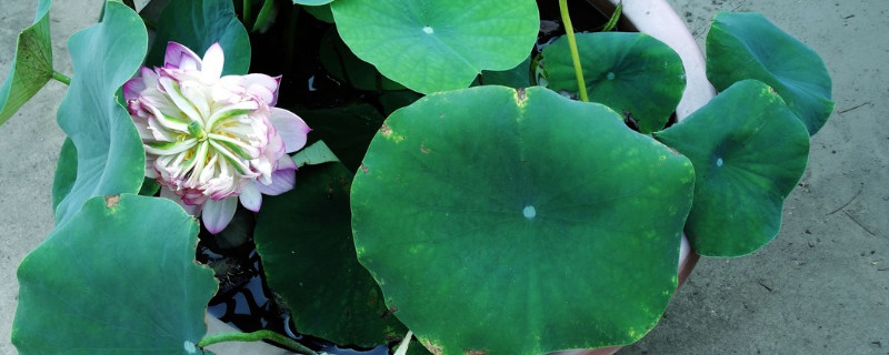 盆栽荷花叶子发黑腐烂的防治 荷花的叶子发黑怎么办