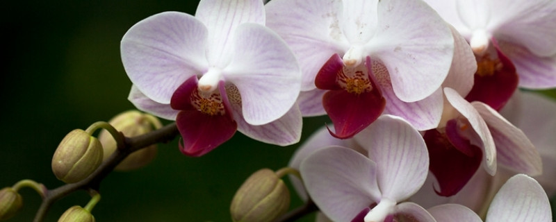 蝴蝶兰春天可以分盆吗 蝴蝶兰怎么分株移栽