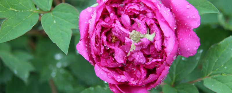 芍药花什么时候剪枝 芍药花用剪枝吗?