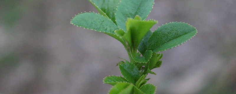 金樱子扦插一般多久发芽（樱花扦插多久生根）