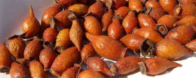 金樱子在七八月摘能吃吗 金樱子几月份可以摘