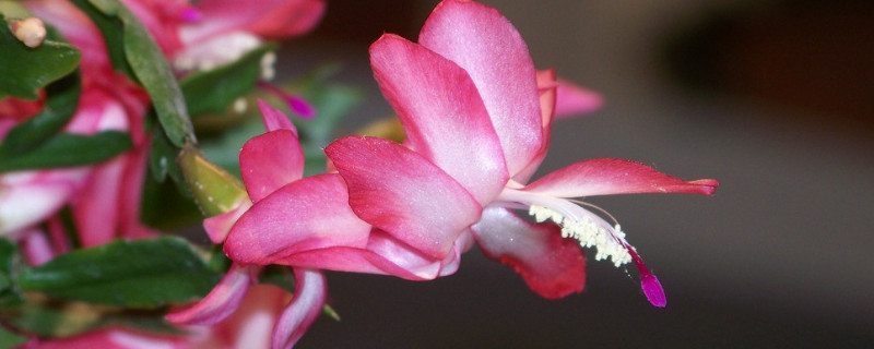 蟹爪兰秋季开花后怎么养护(秋季蟹爪兰怎么养才能开花)