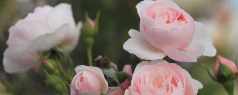 玫瑰花为什么会枯萎 玫瑰花怎么会枯萎