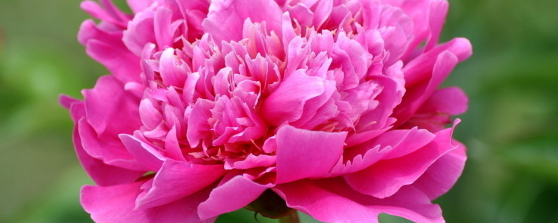 盆栽芍药冬天怎样过冬（芍药如何过冬天）