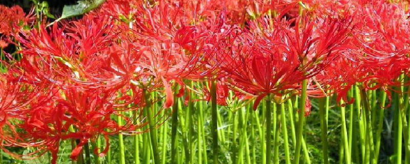 彼岸花能开几天（彼岸花花期开几天）