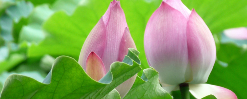 怎样处理荷花肥料大 荷花施肥多了怎么办