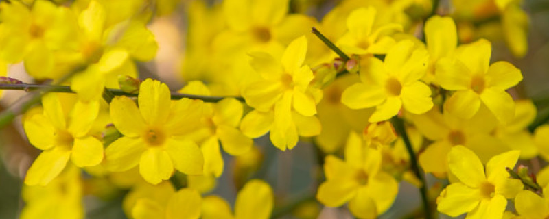迎春花用肥烧根怎么办（花肥大了烧根了怎么办）
