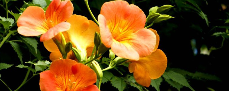 凌霄花大量掉叶怎么办（凌霄花掉叶子生了什么病）