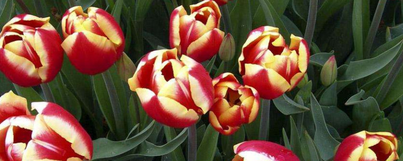 郁金香喜阴还是喜阳 郁金香是喜阳植物吗