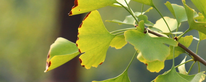 银杏叶变黄的原因 银杏叶是怎么慢慢变黄的