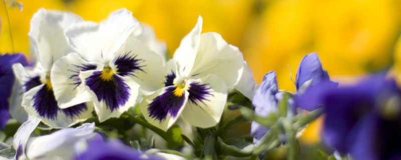 三色堇什么时候开花（三色堇什么时候开花几点钟）