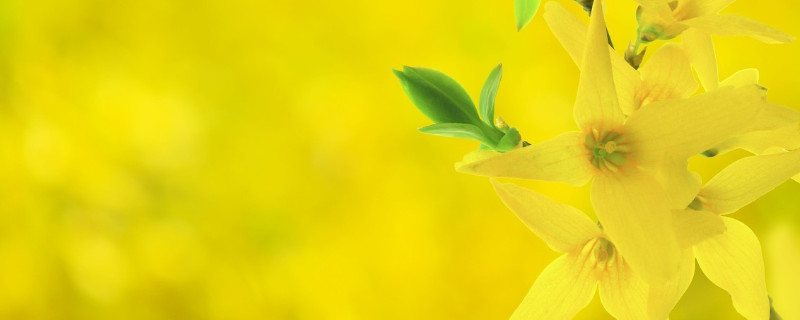 迎春花可以水养吗（迎春花要怎么养）