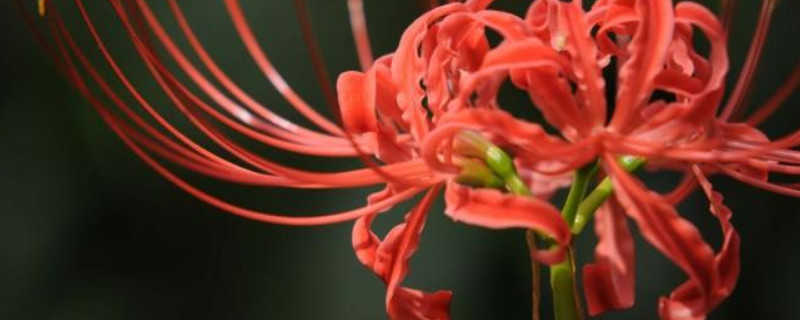 彼岸花种子多久晒次太阳（彼岸花发芽后要晒太阳吗）