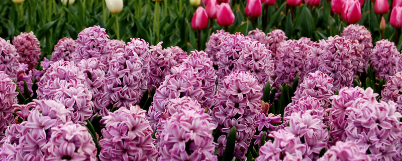 风信子什么时候种植 风信子什么时候种植什么时候开花