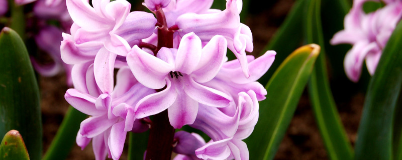 风信子球根怎么栽培 风信子球茎怎么栽培